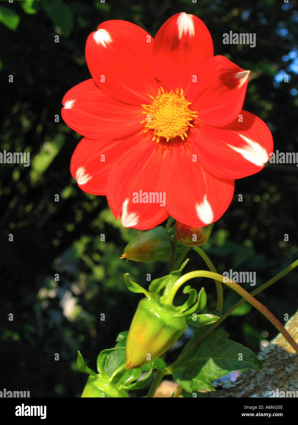 Sommer-Dahlie Dahlia X hortensis Polkastripe Asteraceae Stockfoto