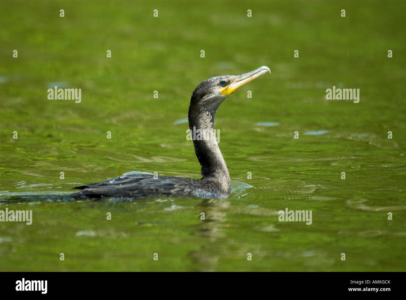 Neotropische Kormoran Phalacrocorax Olivaceus Cocha Salvador See Manu Peru Stockfoto