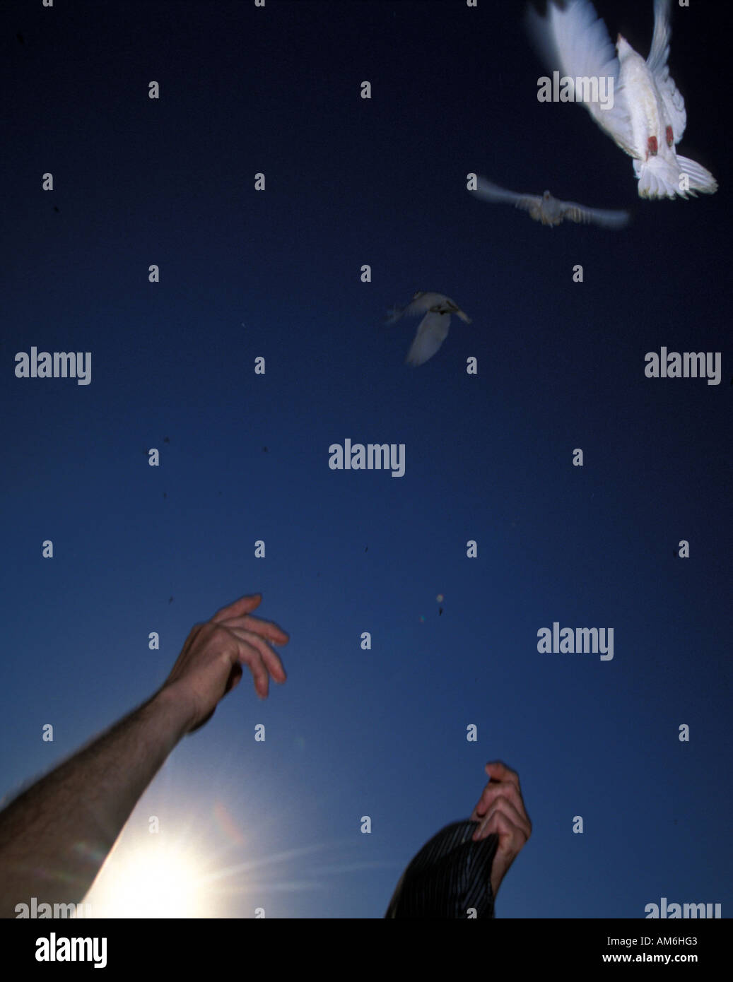 El Rocio Pilger Befreit Von Weissen Tauben Zu Ehren Der Jungfrau La