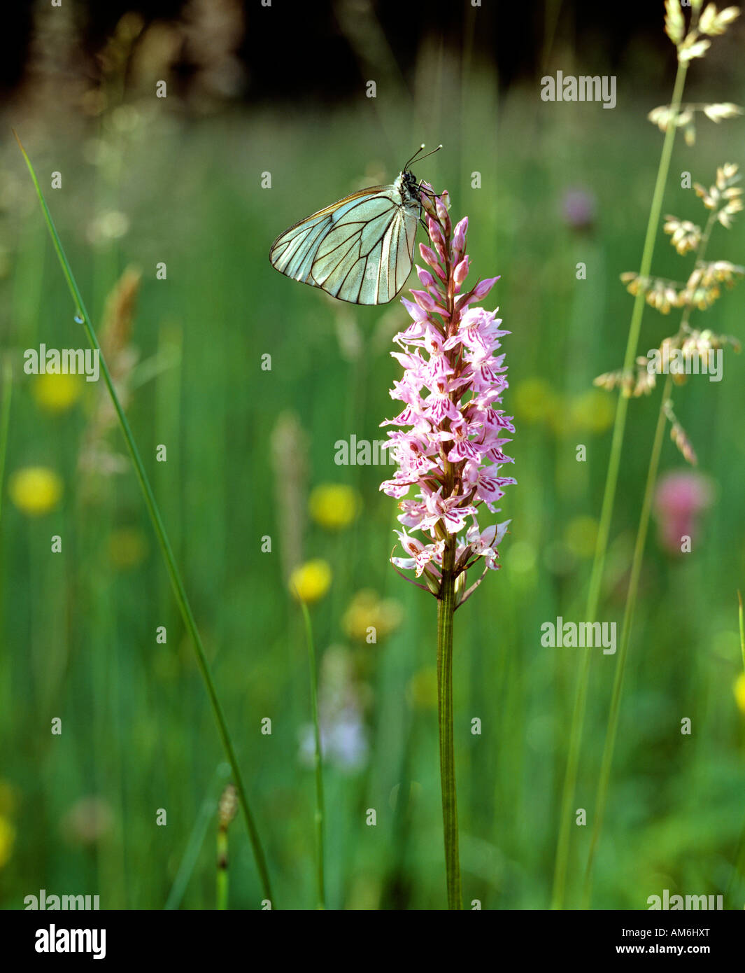 Schmetterling auf Orchidee Stockfoto