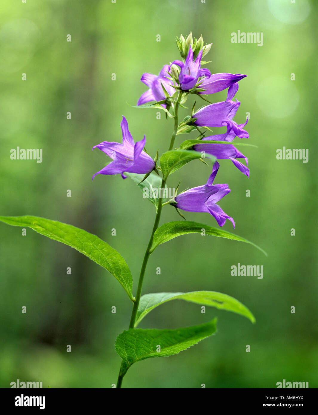 Glockenblume (Campanula) Stockfoto