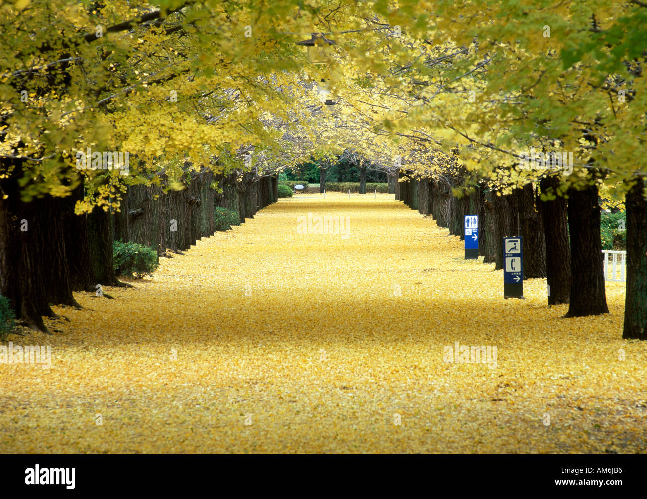 Allee im Herbst Laub bedeckt Stockfoto