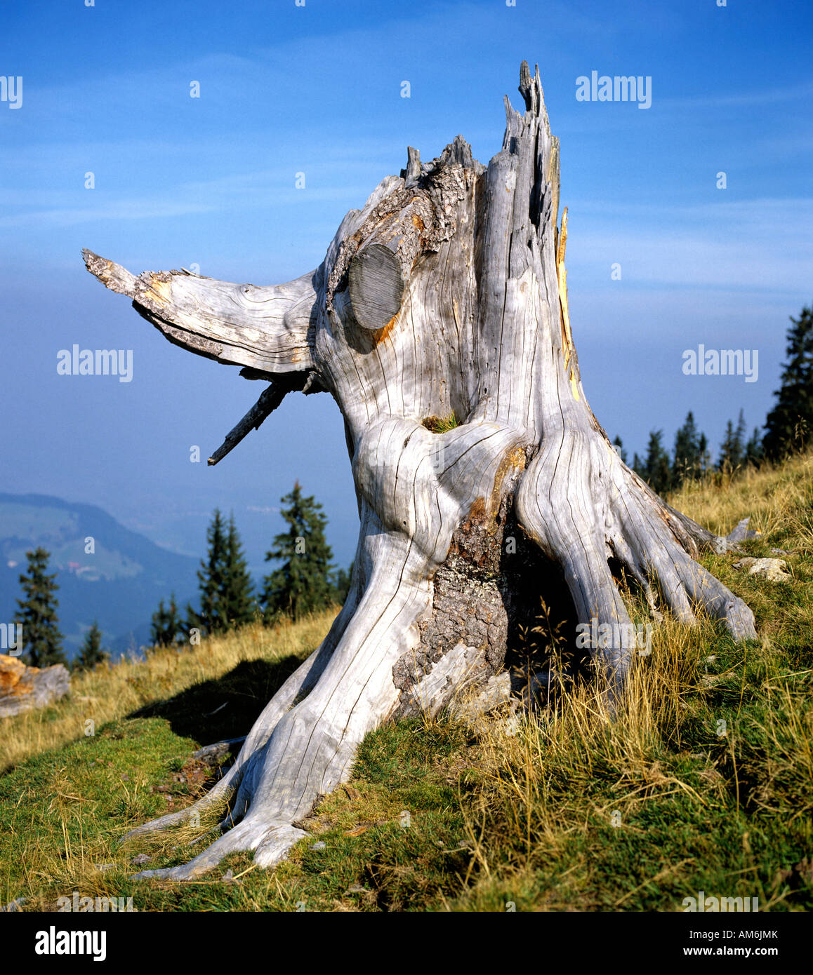 Wunderbar Wurzelstock Der Pflanzenfotos