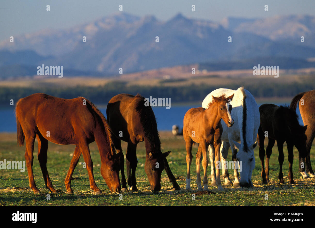 Eine Herde von kostenlos bis Pferde in der Provinz Cadiz mit Grazalema Mountainrange in den Rücken Stockfoto