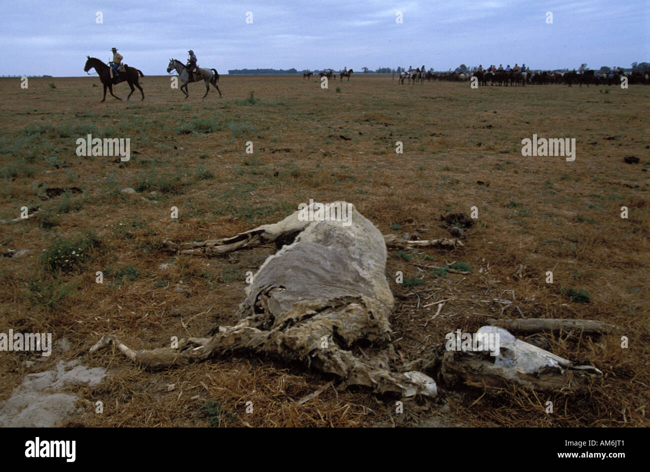 Almonte Coto Donana Saca de Yeguas der Kadaver eines Toten Pferdes Stockfoto