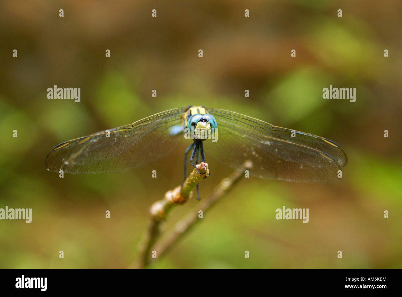 Bild von einem Garten Stockfoto