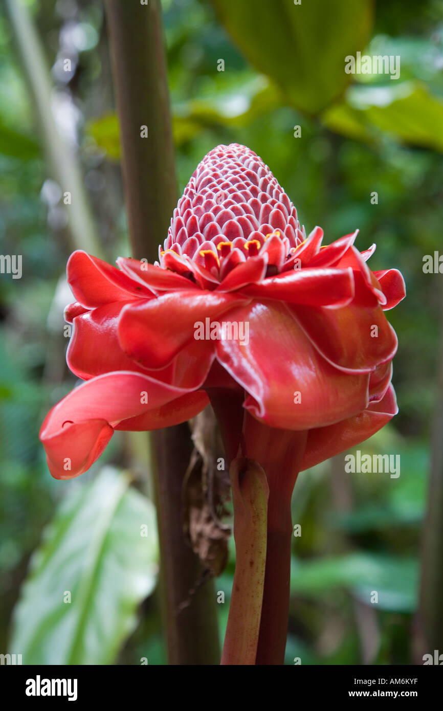 Red Torch Ginger, Etlingera elatior Stockfoto