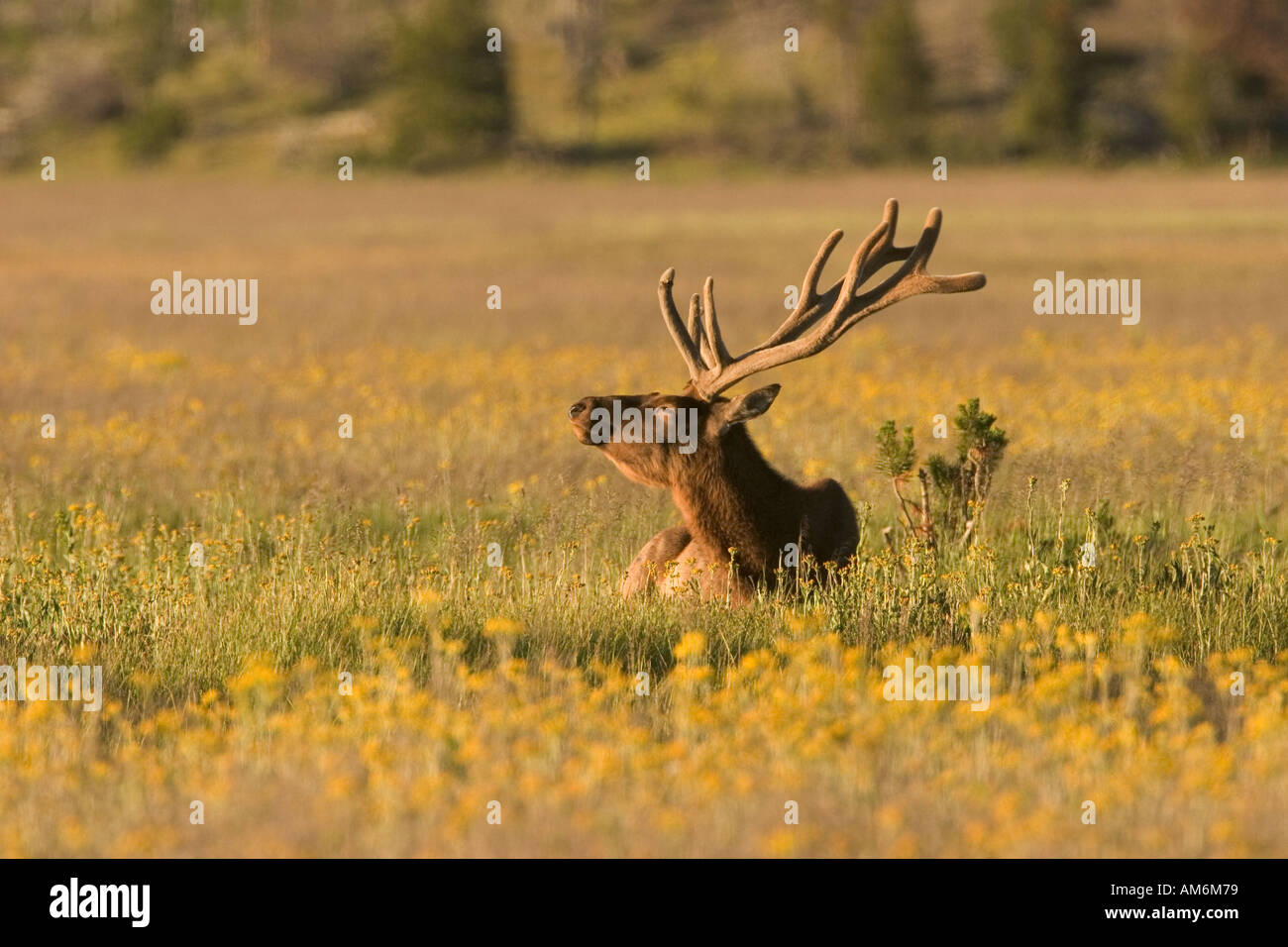 Ein Stier Elch scheint zu genießen in Wildblumen beim Kauen Wiederkäuen im Yellowstone National Park liegen. Stockfoto