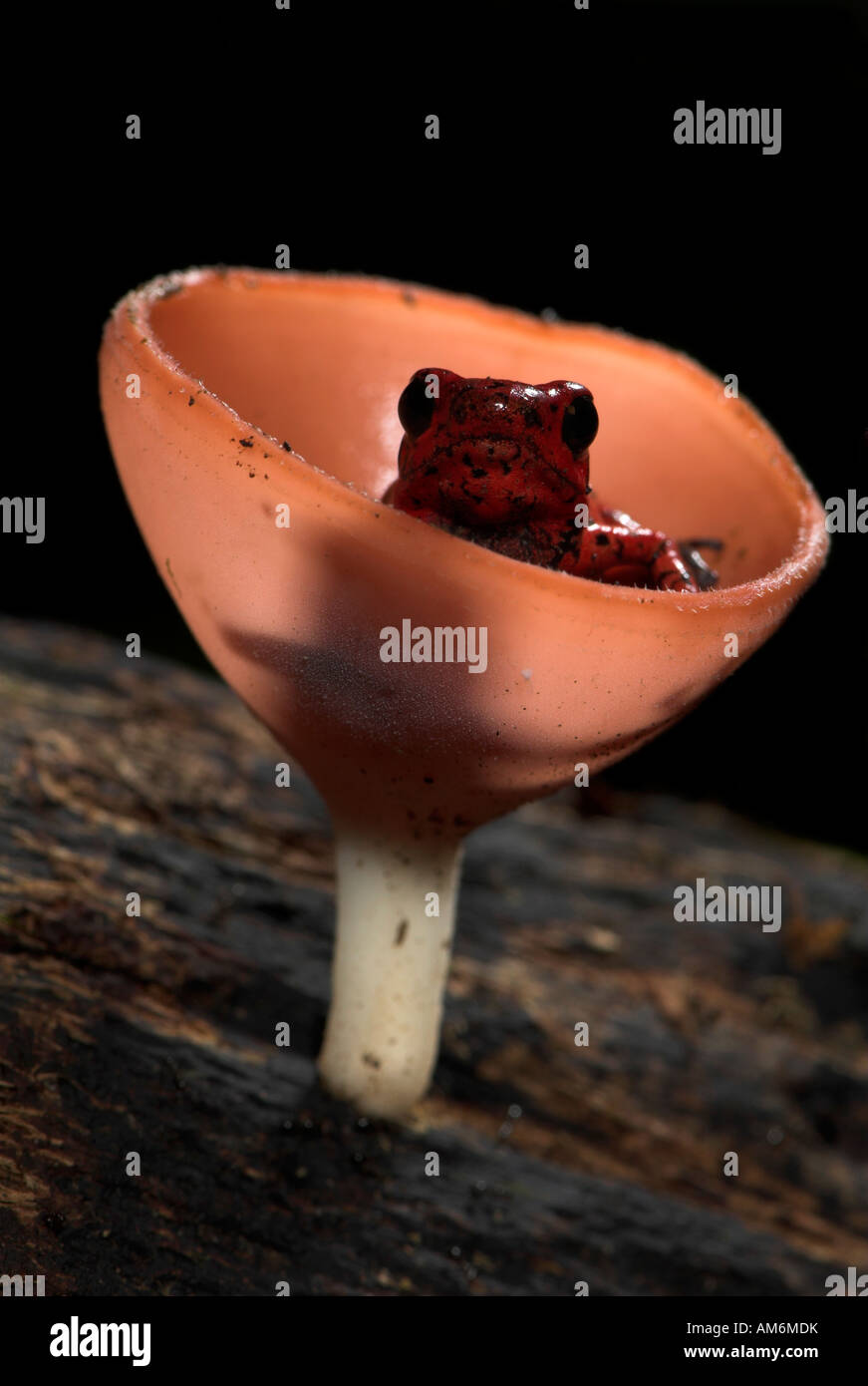 Strawberry Poison Dart oder Pfeil Frosch Oophaga Pumilio Dendrobates Pumilio Costa Rica Stockfoto