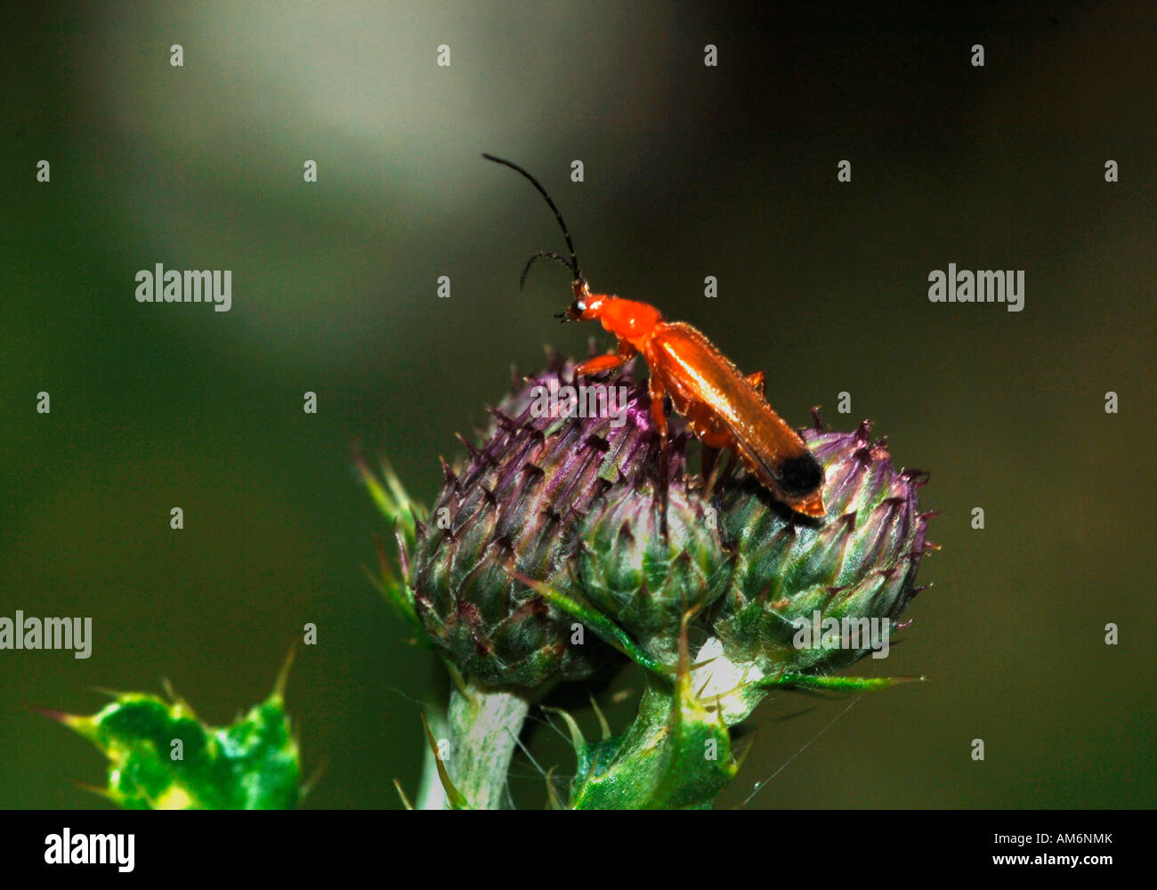 Rhagonycha Fulva Soldat Beetle.Also bekannt als der gemeinsame rote Käfer. Stockfoto