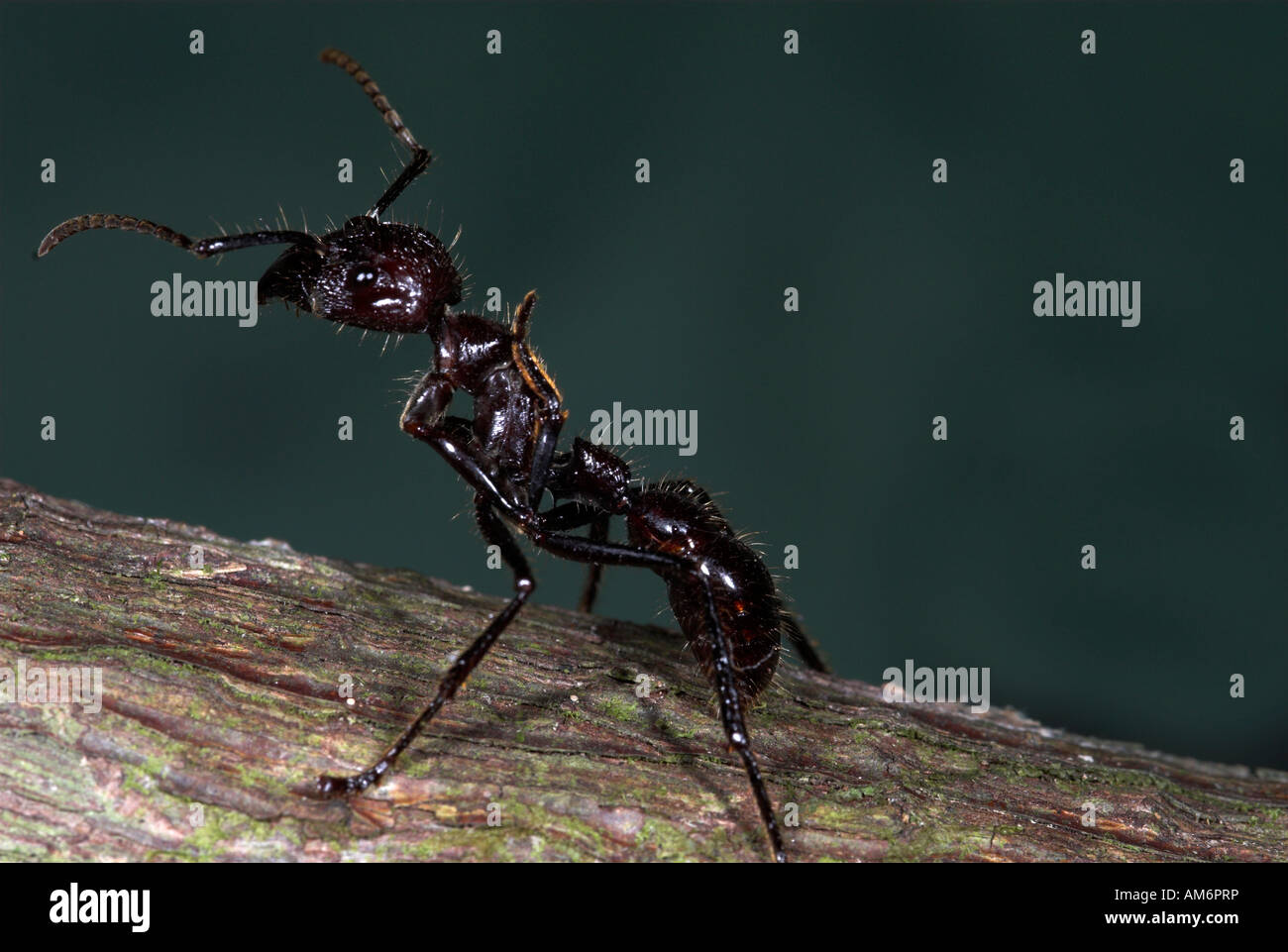 Bullet Ant oder 24 Stunden Ameise Paraponeragroße Clavata Iquitos Peru Stockfoto