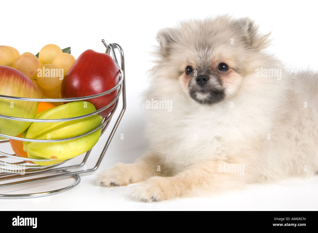 rot; Hund; Haustiere; nach unten; Kopf; Liebe; Augen; Gesicht; Haut; Essen; Zitrone; Grün; weiß; Braun; Traube; klein; Humor; Farbe; Apple; Frucht; Stockfoto