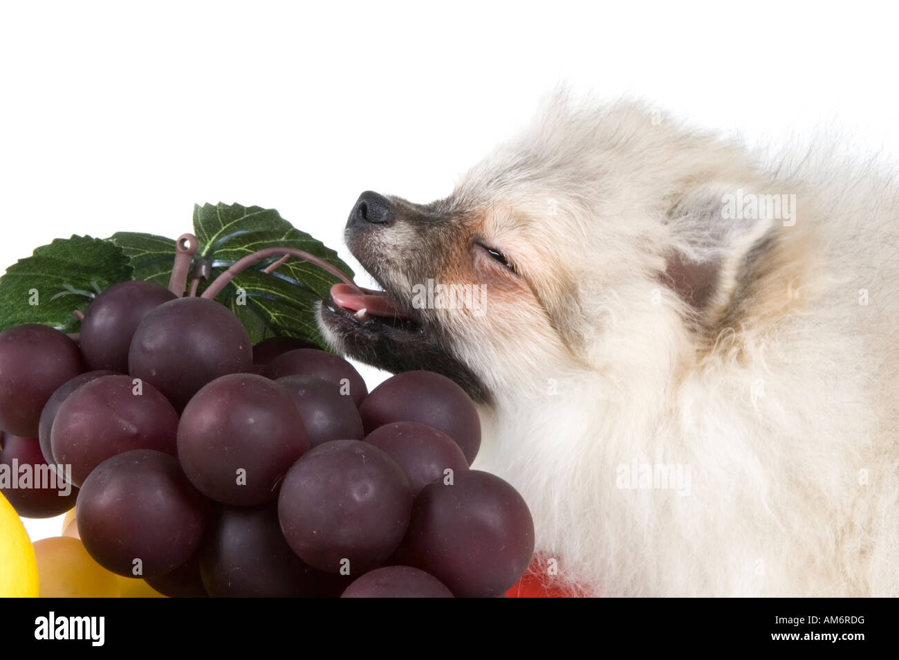 rot; Hund; Haustiere; nach unten; Kopf; Liebe; Augen; Gesicht; Haut; Essen; Zitrone; Grün; weiß; Braun; Traube; klein; Humor; Farbe; Apple; Frucht; Stockfoto