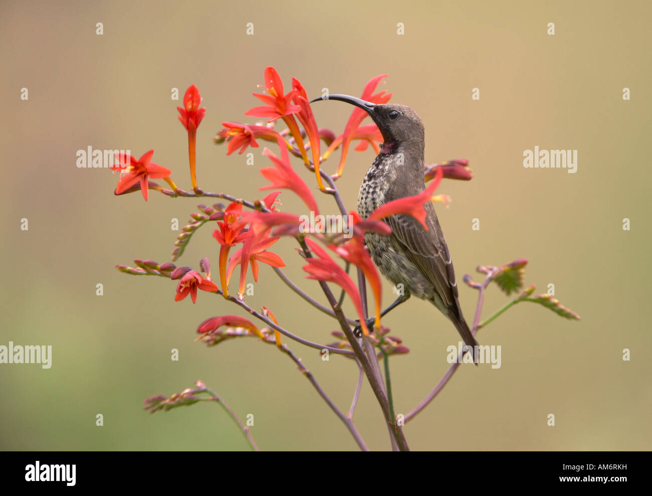 Weibliche Amethyst Sunbird oder afrikanischen schwarzen Sunbird (Chalcomitra Amethystina) thront auf crocosmia Stockfoto