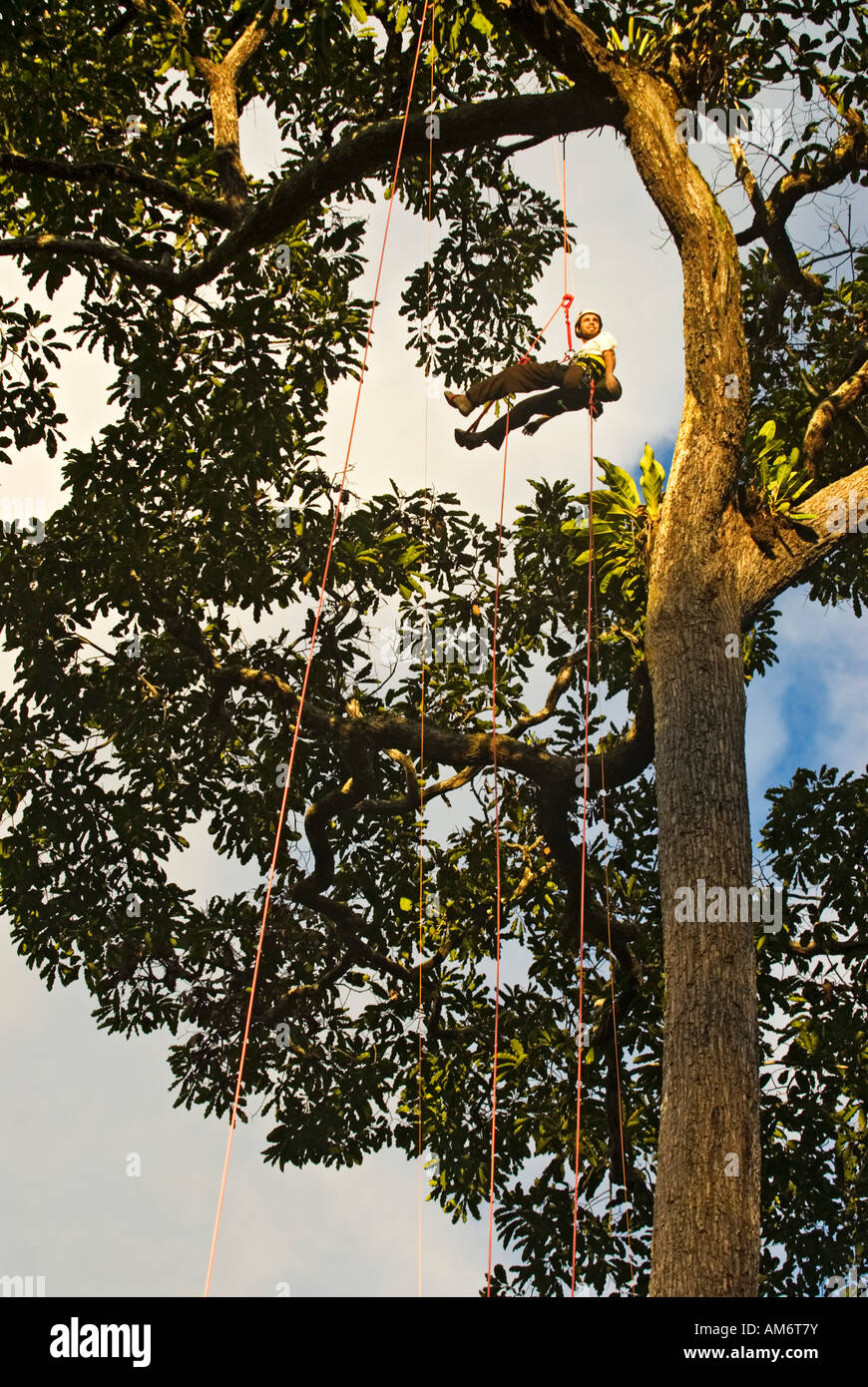 Baumklettern am Amazonas Ökodorf Abra144 Stockfoto