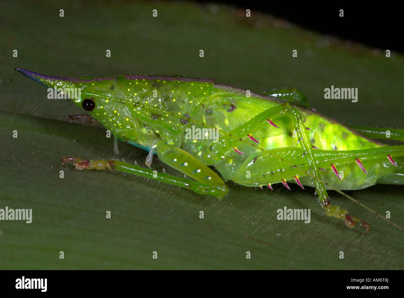 Conehead Grashuepfer Copiphora sp Manu Peru Stockfoto