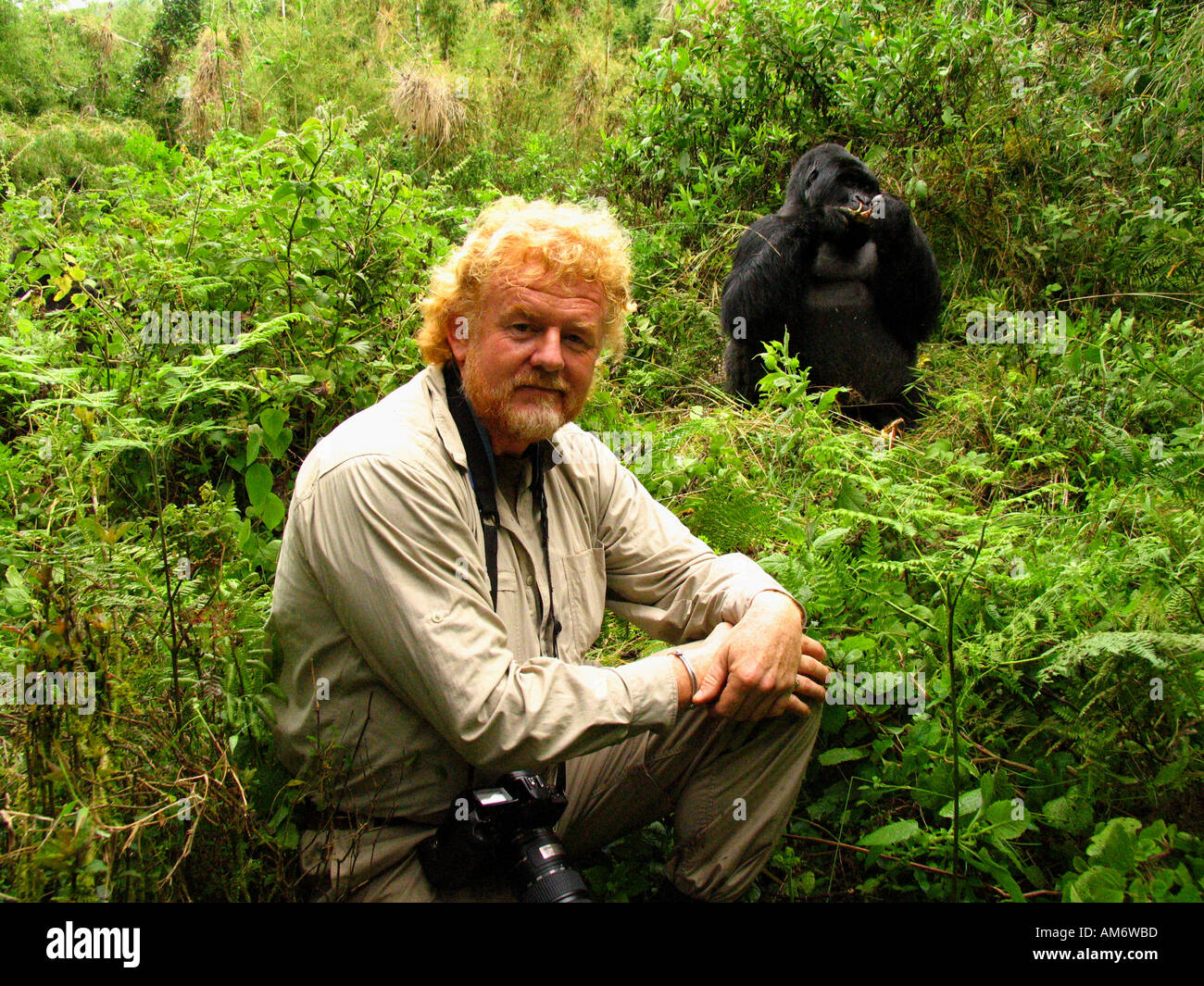 Gorilla-tracking Stockfoto