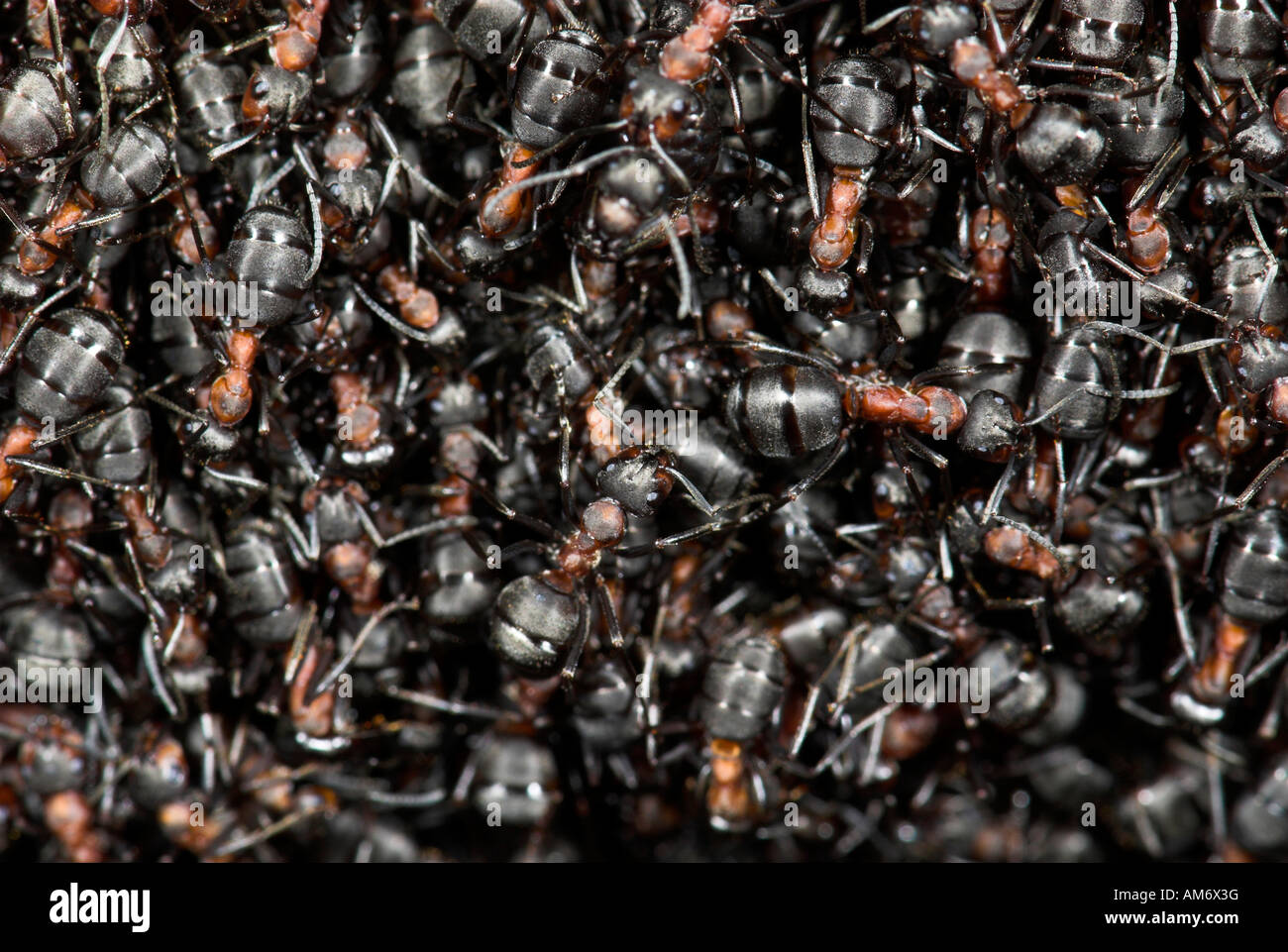 Holz-Ameisen-Formica Rufa Blean Wald Kent Stockfoto