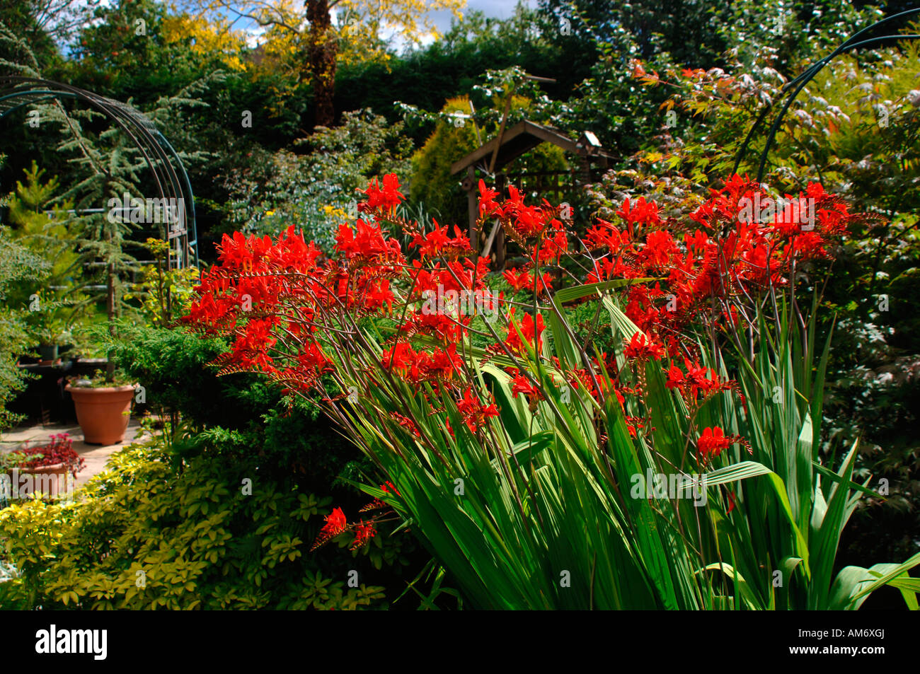 Lebendige und pulsierende rot gefärbten Crocosmia lucifer Blumen. Stockfoto