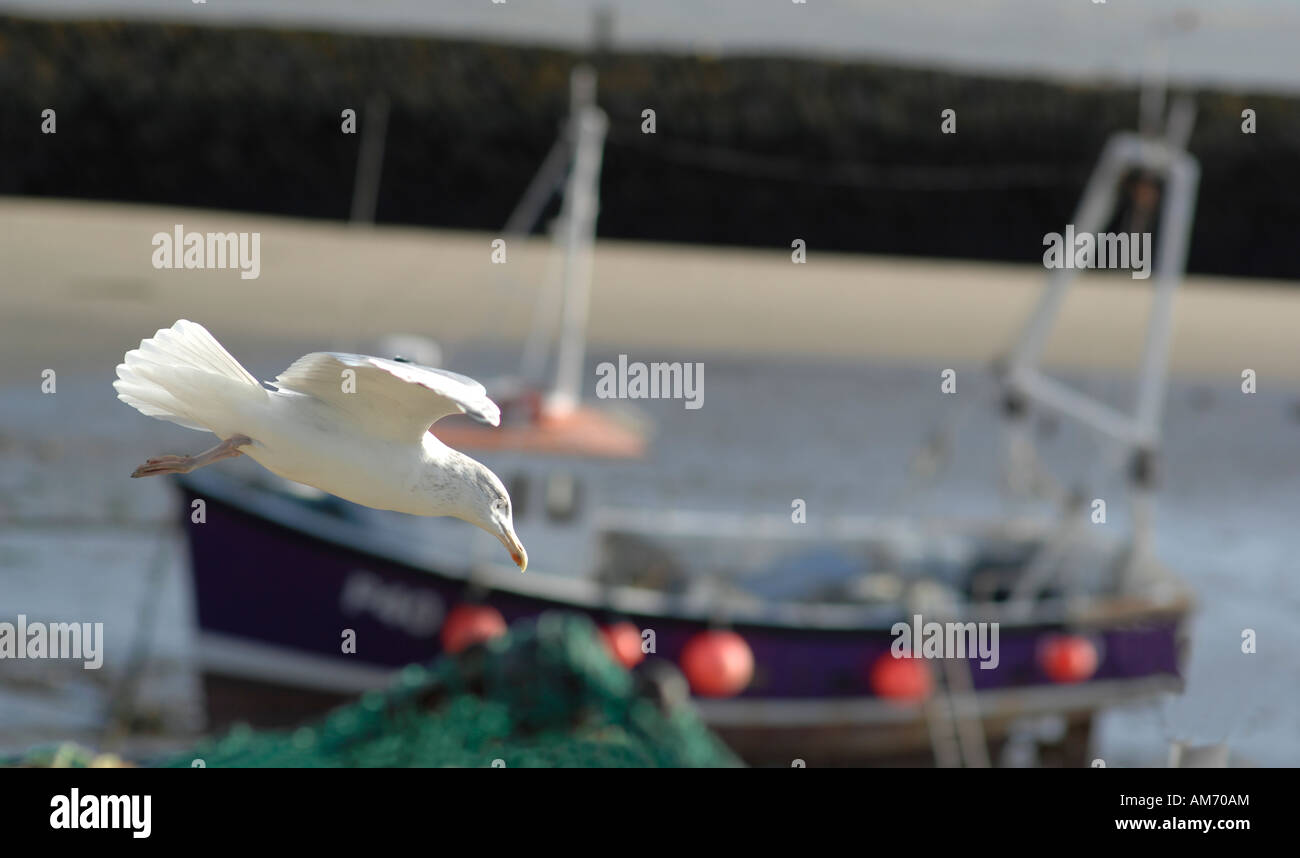 Folkestone Hafen im Winter bei Ebbe Stockfoto