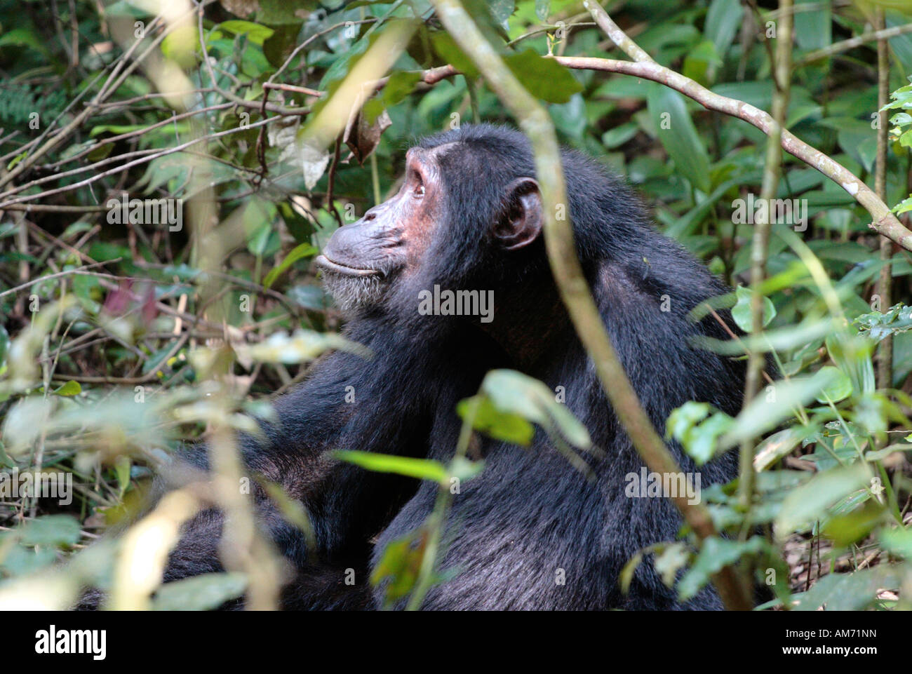Schimpanse, Pan troglodytes Stockfoto