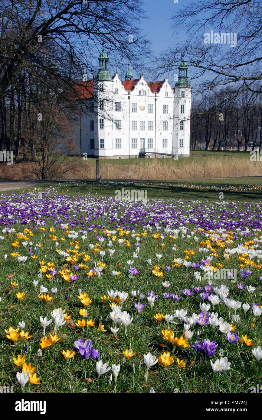 Bunt blühende Krokus Wiese vor dem weißen Schloss in Ahrenburg, Schleswig-Holstein - Deutschland, Europa Stockfoto