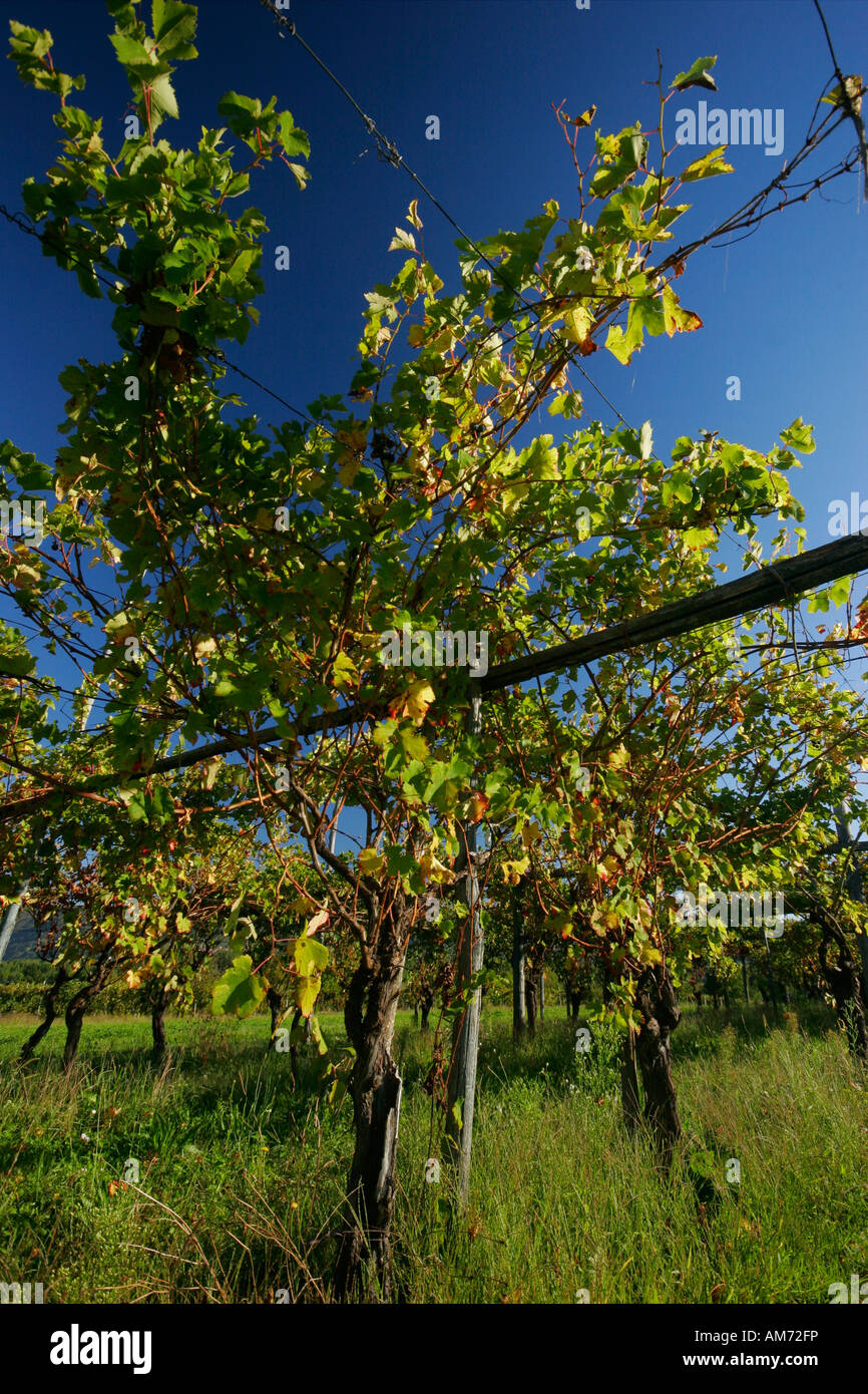 Weinberg in Azeglio, in der Nähe von Ivrea (Torino) Stockfoto