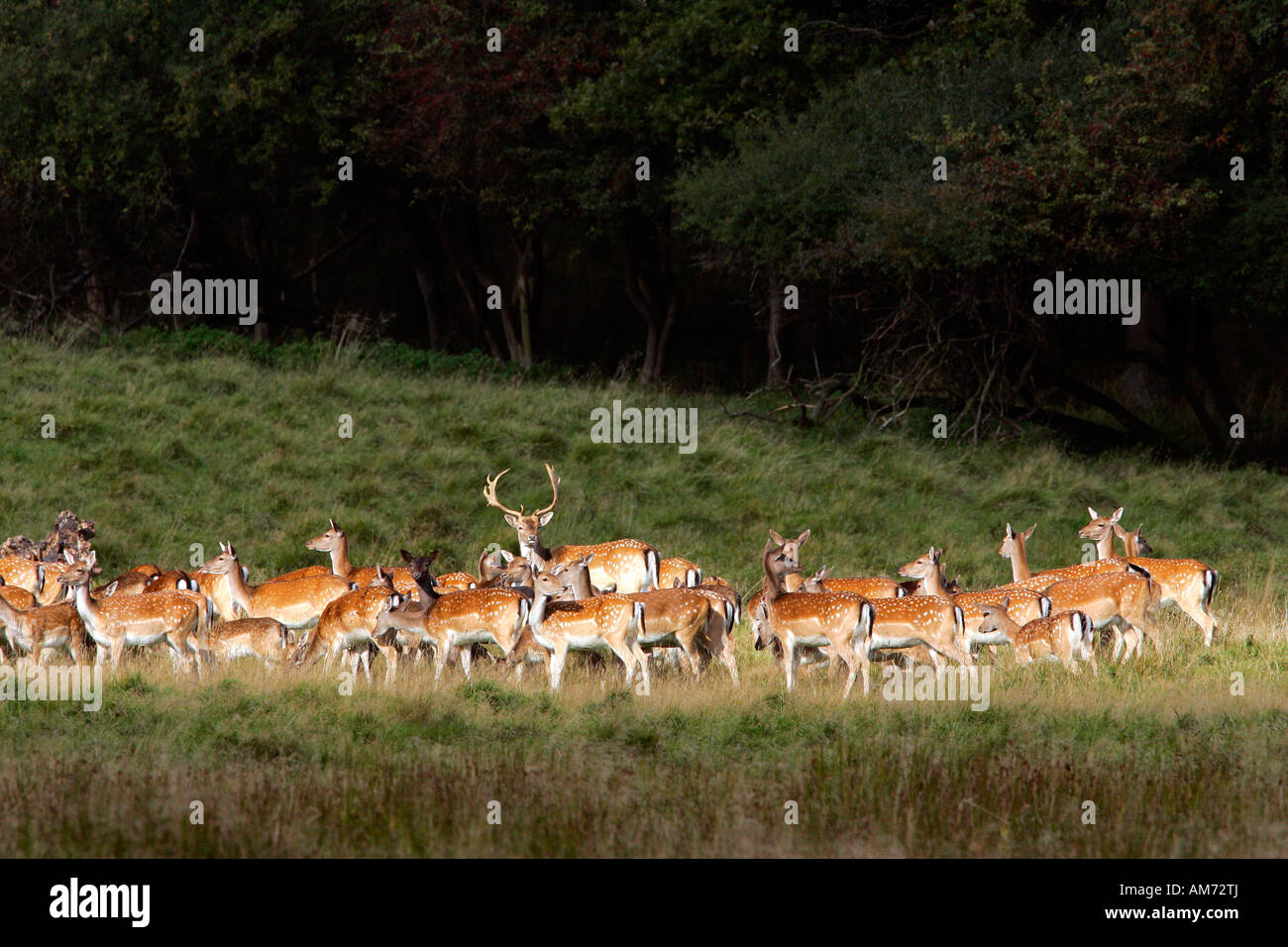 Damhirsche - Männchen mit Weibchen während der Brunft - Hirsch mit Hinds - (Cervus Dama) (Dama Dama) Stockfoto