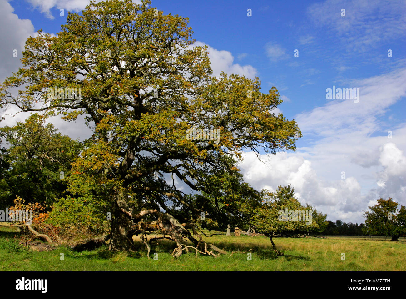 Starke alte Eiche - pedunculate Eiche (Quercus Robur) Stockfoto