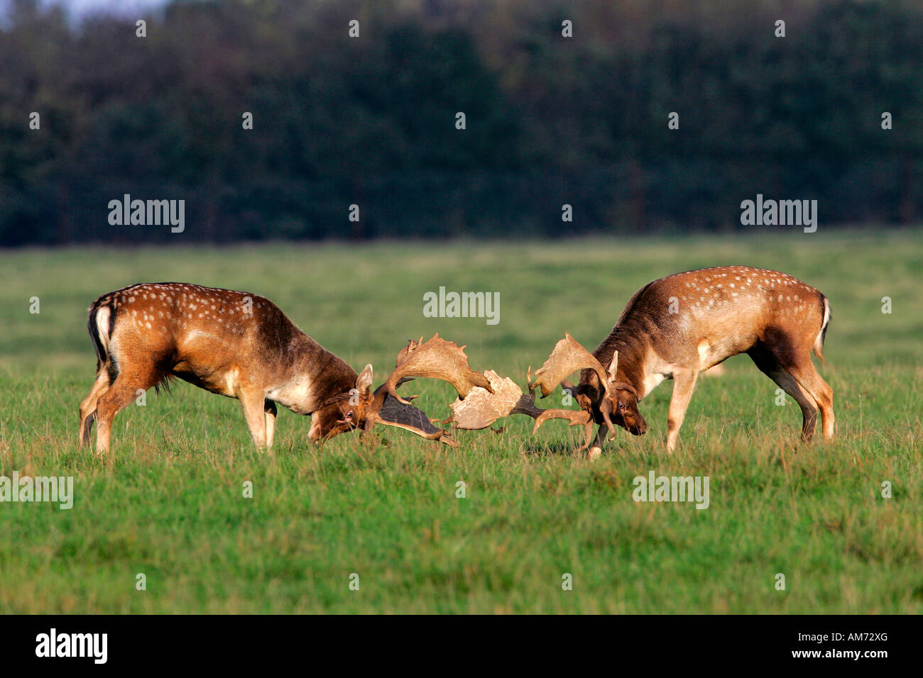 Damhirsche während der Brunft - Männchen (Cervus Dama) kämpfen (Dama Dama) Stockfoto