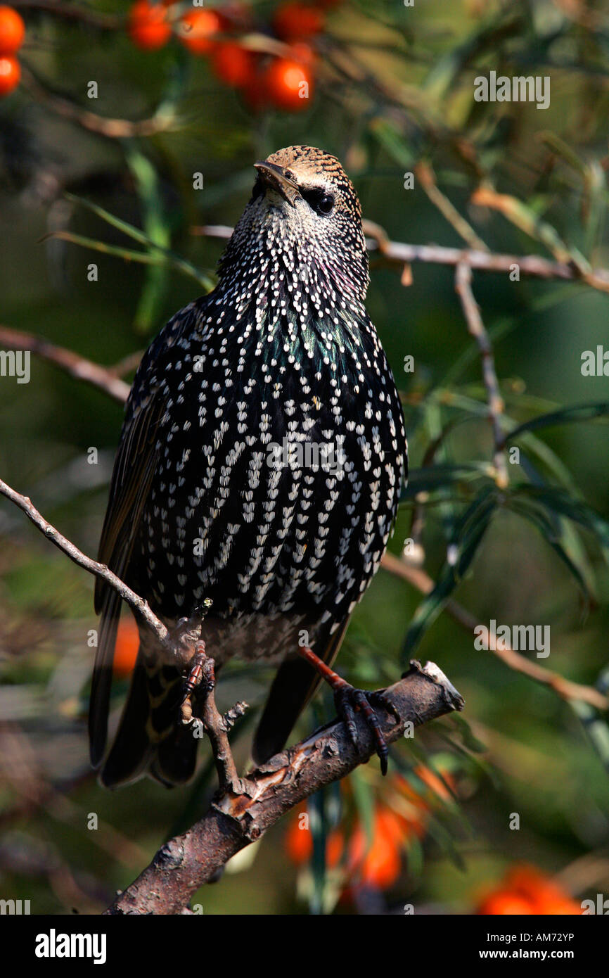 Europäischen Star (Sturnus Vulgaris) sitzen in einem Meer Sanddorn Busch mit Beeren (Hippohae Rhamnoides) Stockfoto