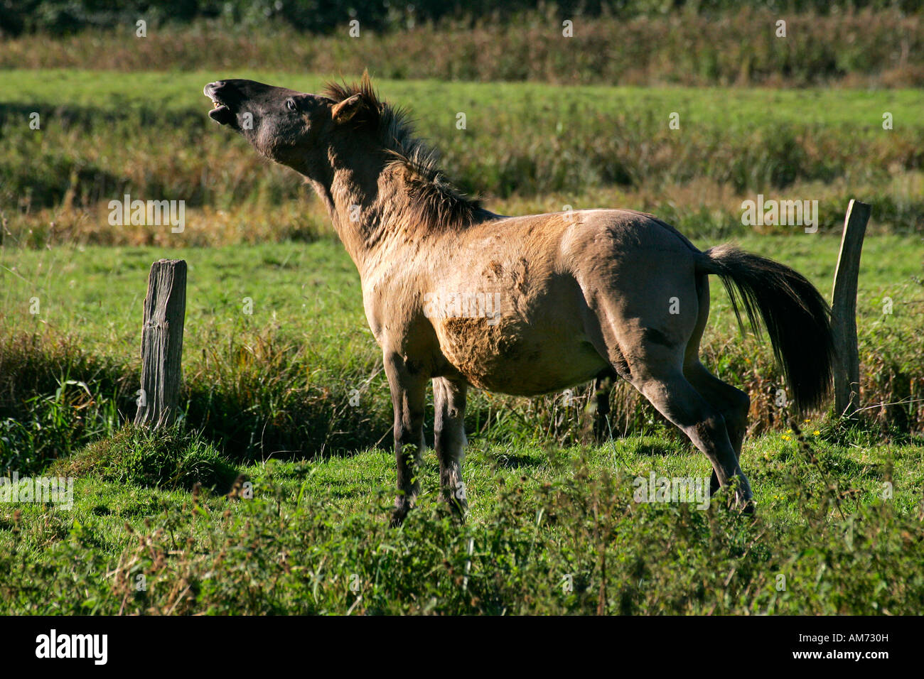 Konik-Pferd - Konik Hengst - Verhalten (Equus Przewalskii F. Caballus) Stockfoto