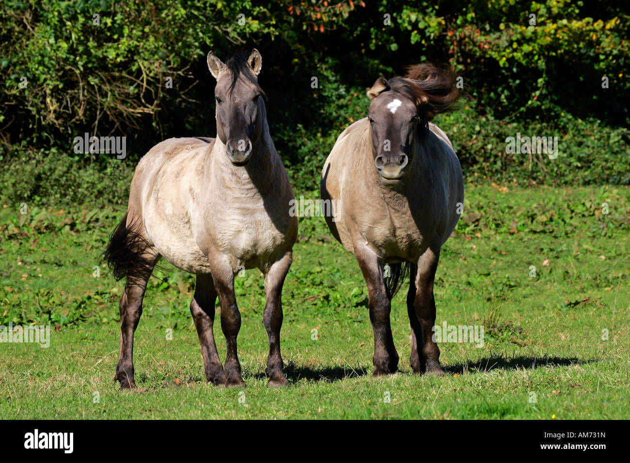 Konik-Pferde (Equus Przewalskii F. Caballus) Stockfoto