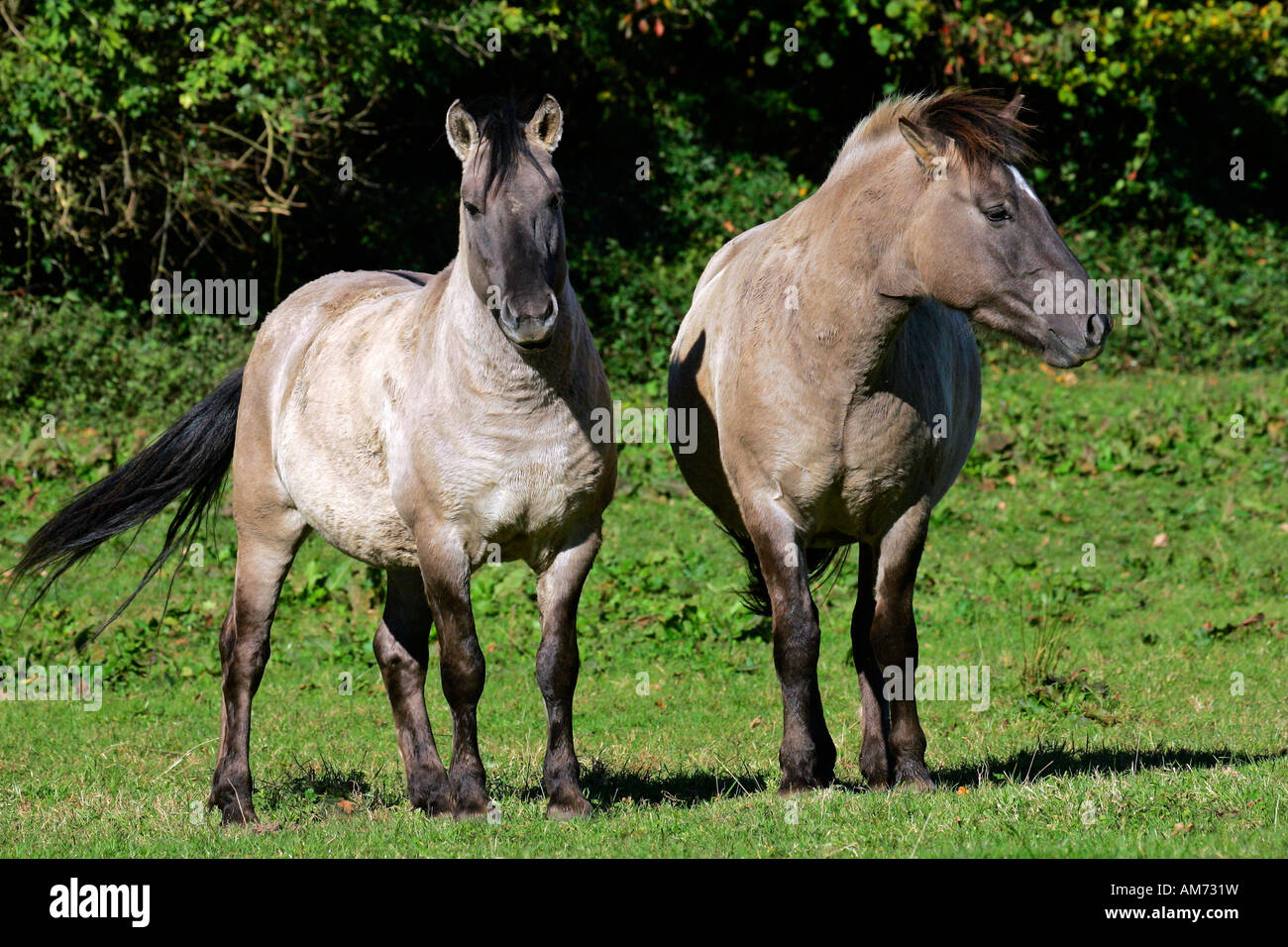 Konik-Pferde - Koniks (Equus Przewalskii F. Caballus) Stockfoto
