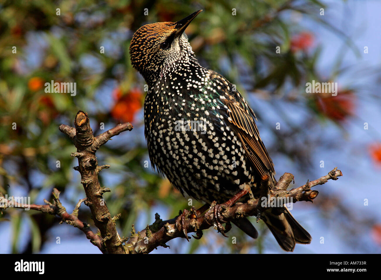 Europäischen Star (Sturnus Vulgaris) sitzen in einem Meer Sanddorn Busch mit Beeren (Hippohae Rhamnoides) Stockfoto