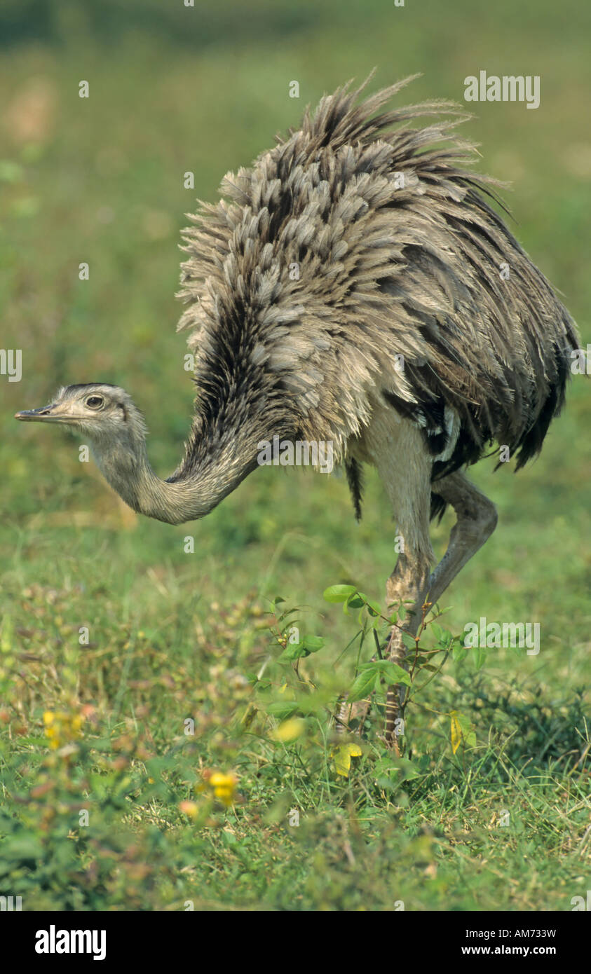 Amerikanische Rhea (Rhea Americana) Brasilien, Südamerika Stockfoto