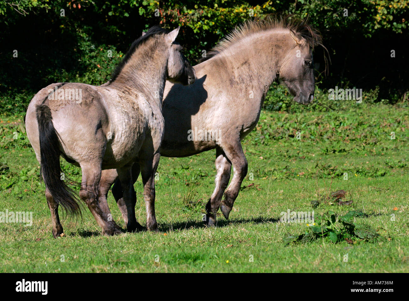 Konik-Pferde - paar - soziales Verhalten (Equus Przewalskii F. Caballus) Stockfoto