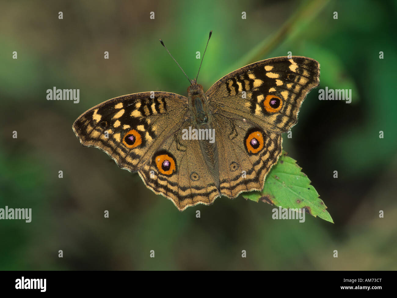 Indische Pfau Schmetterling (Inachis) Keoladeo Ghana, Baratpur, Indien Stockfoto