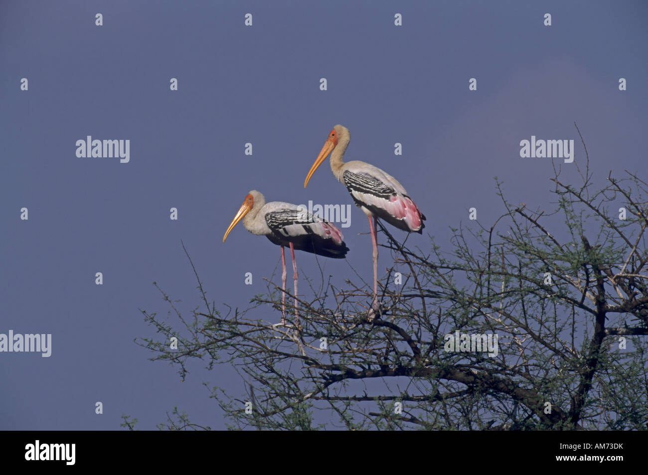 Bemalte Störche (Mycteria Leucocephala) auf einem Baum, Keoladeo Ghana, Baratpur, Indien Stockfoto