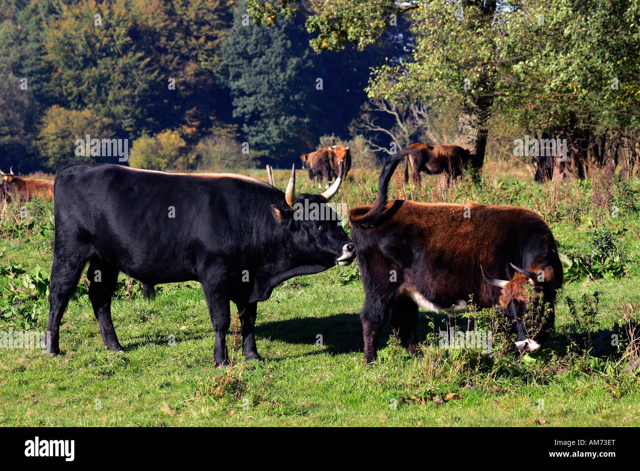 Heck-Rinder - Heck-Rinder - Stier und Kuh (Bos Primigenius F. Taurus) Stockfoto