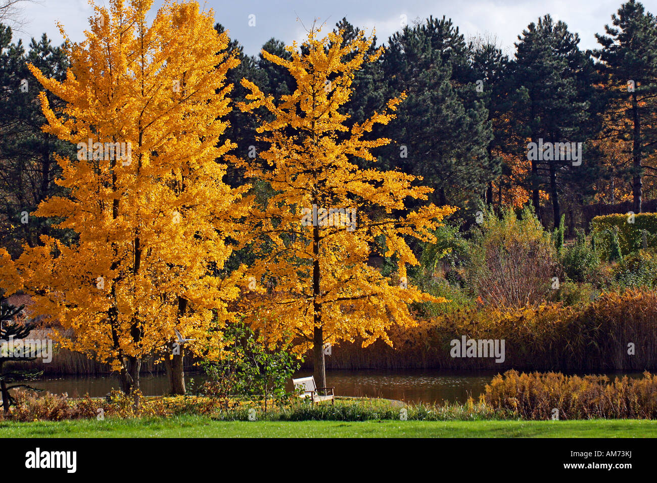 Ginkgo Bäume - tausend-Baum - Blätter im Herbst Farben - gelb Laub (Ginkgo Biloba) Stockfoto