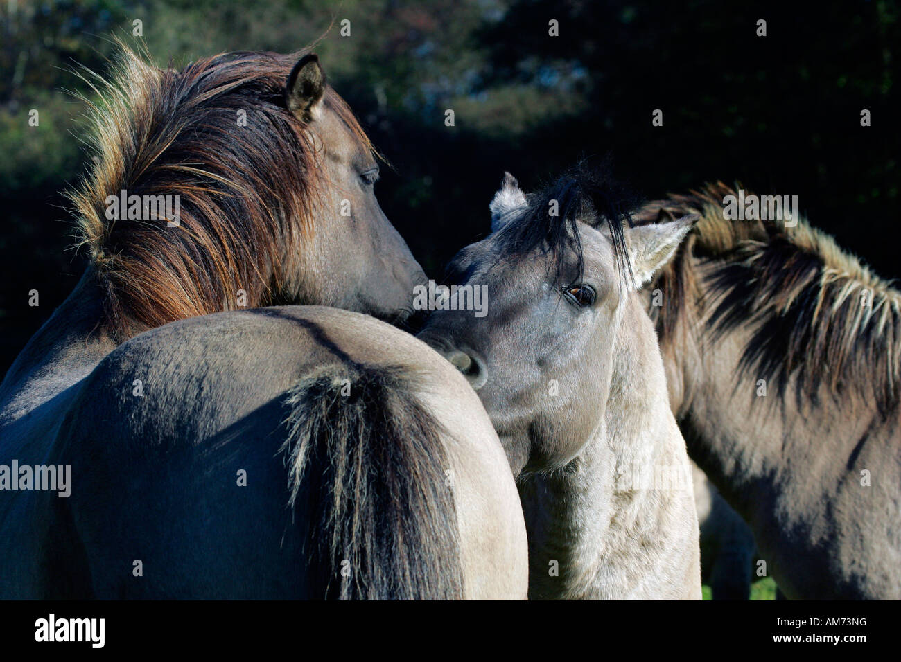 Konik Pferde - Koniks - Sozialverhalten (Equus Przewalskii F. Caballus) Stockfoto