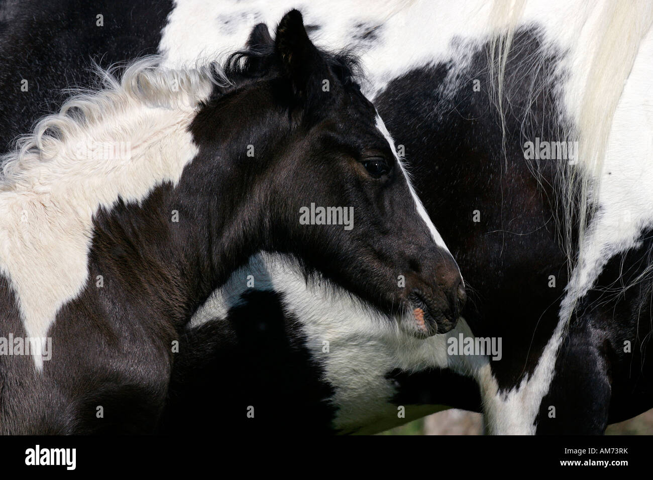 Irish Tinker Pferde - Fohlen an der Seite von einem irischen Tinker-Stute (Equus Przewalskii F. Caballus) Stockfoto