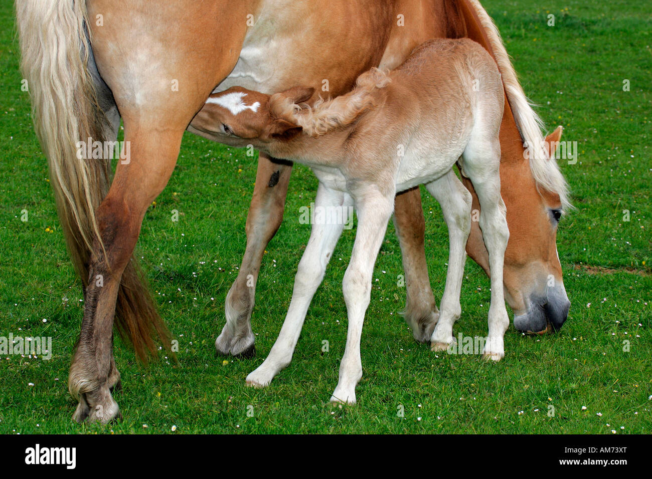 Haflinger Pferd - Stute mit Fohlen - Laktation (Equus Przewalskii F. Caballus) Stockfoto