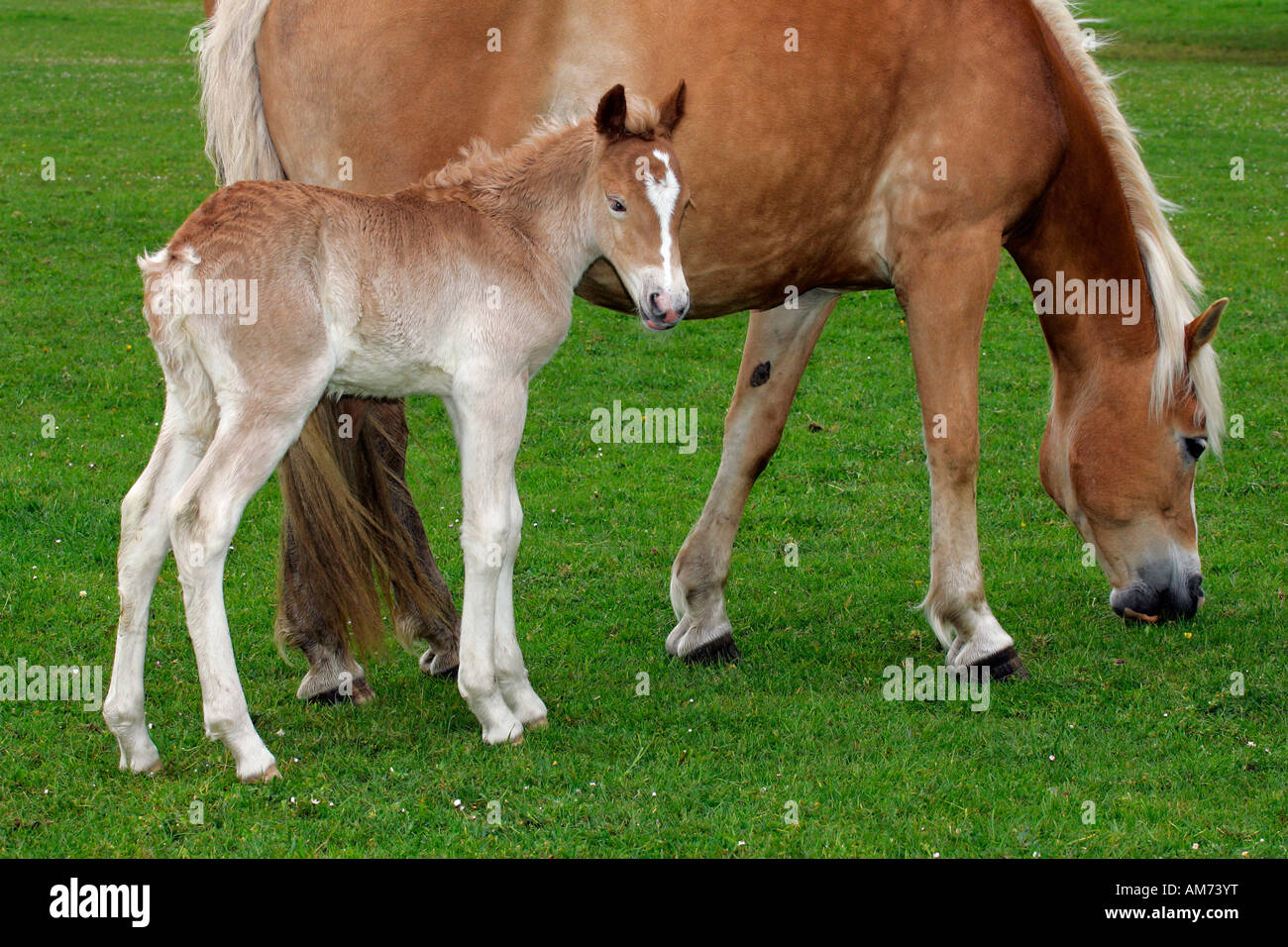 Haflinger Pferd - Stute mit Fohlen (Equus Przewalskii F. Caballus) Stockfoto