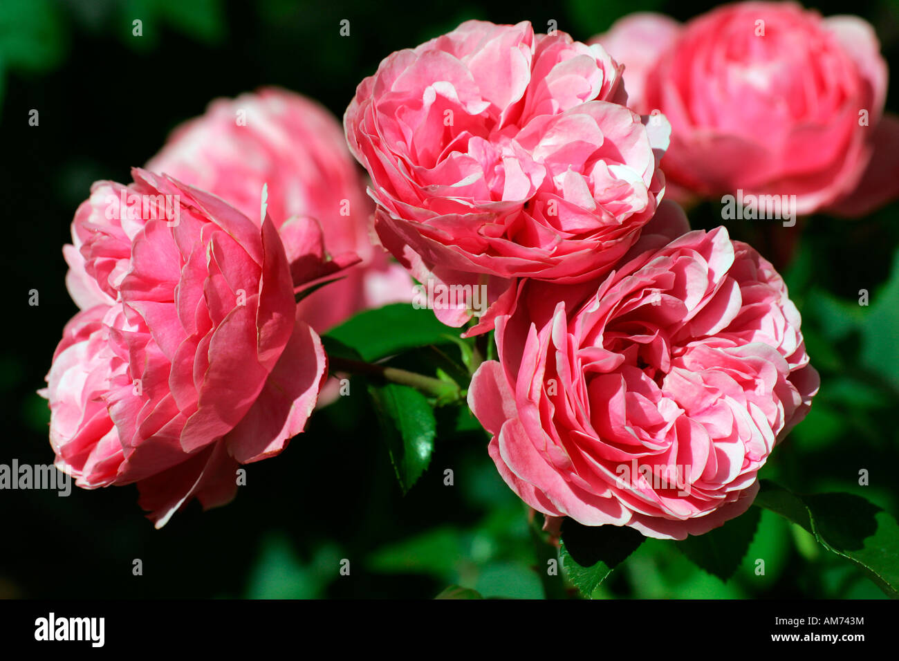 Stieg der Sorte Leonardo Da Vinci - Floribunda rose (Rosa Leonardo Da Vinci) Stockfoto