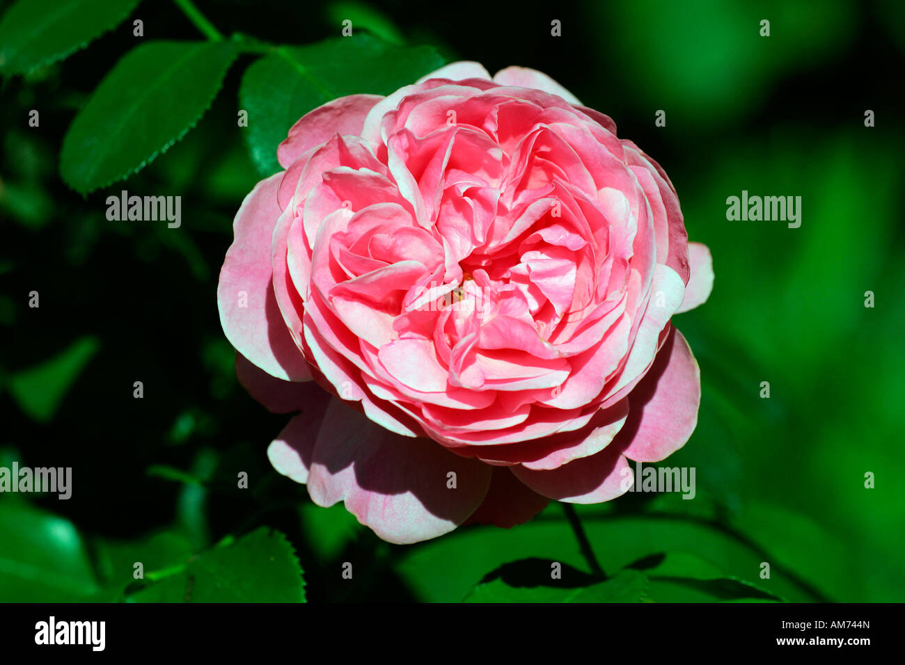 Stieg der Sorte Leonardo Da Vinci - Floribunda rose (Rosa Leonardo Da Vinci) Stockfoto