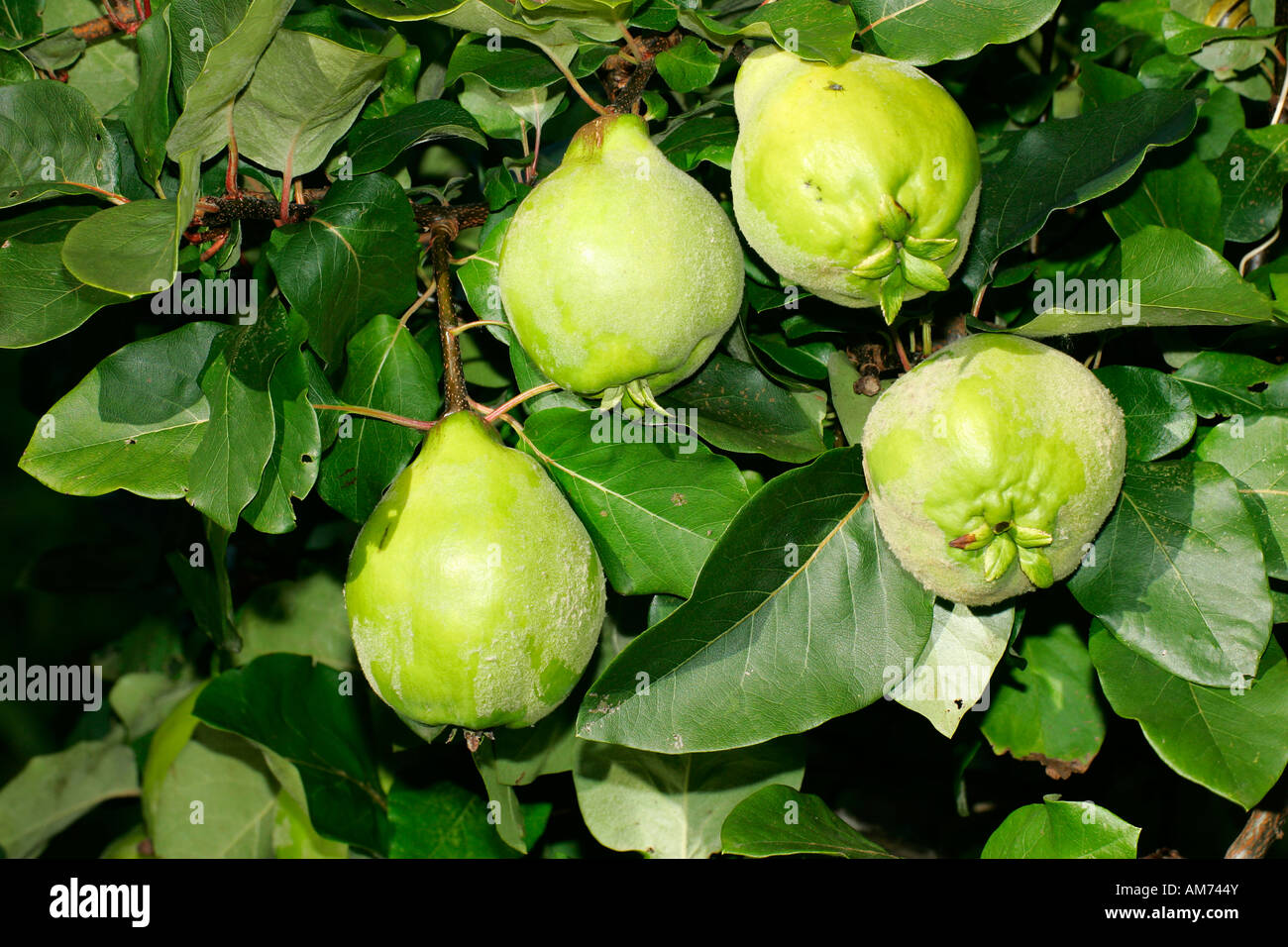 Quitte - Quitten - Früchte (Cydonia Oblonga Sorte Konstantinopel) Stockfoto