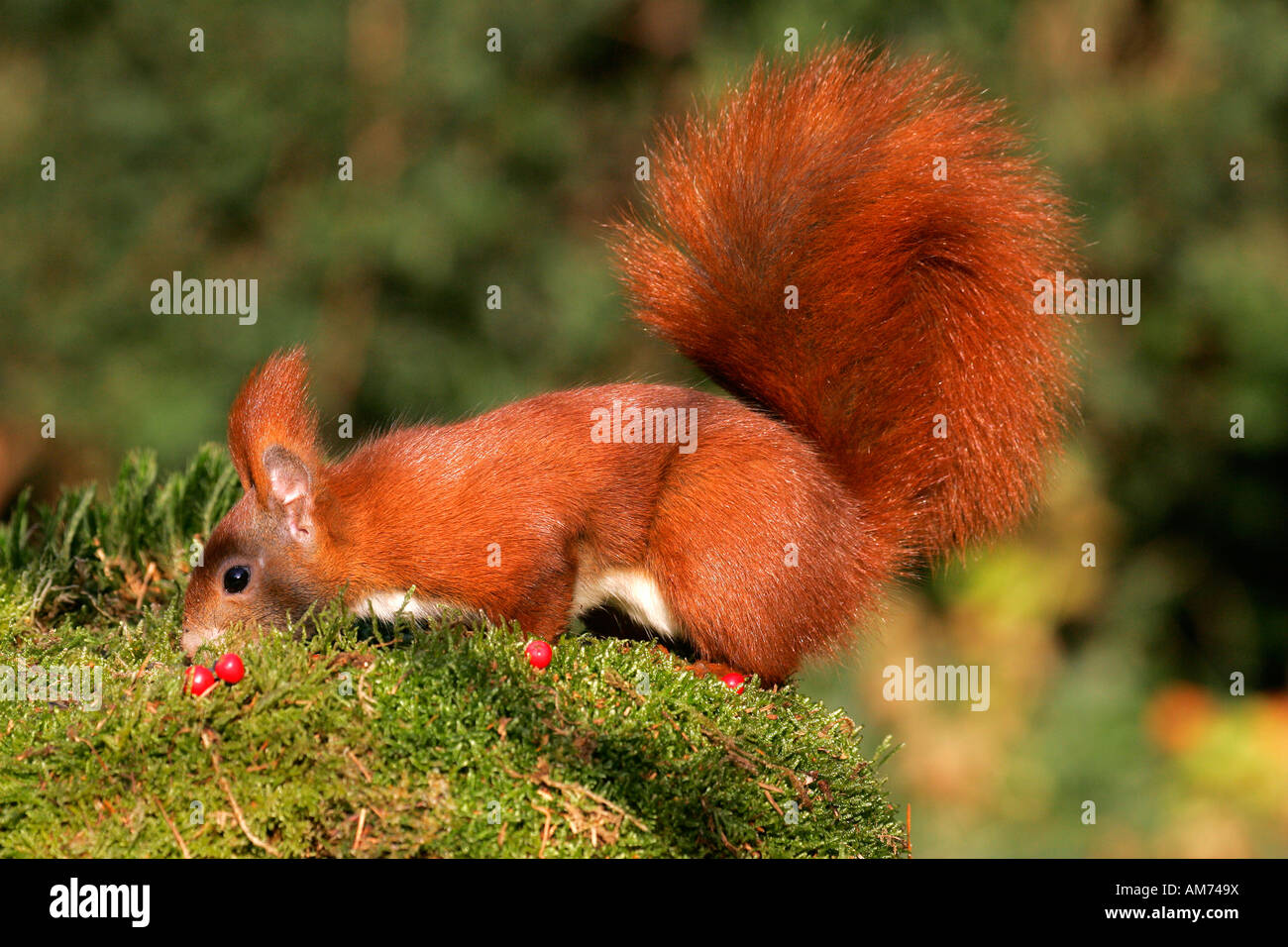 Europäische Eichhörnchen (Sciurus Vulgaris) Stockfoto