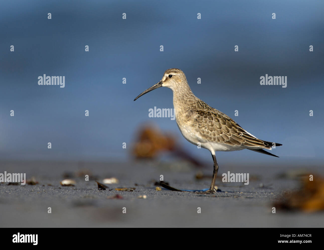 Sichelstrandläufer (Calidris Ferruginea) Stockfoto